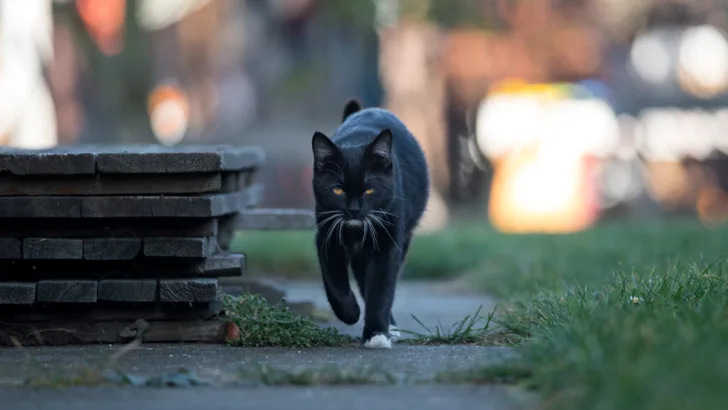Black cats