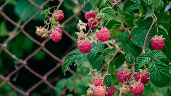 Red raspberries