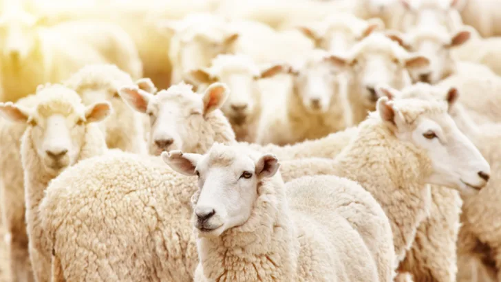 Livestock