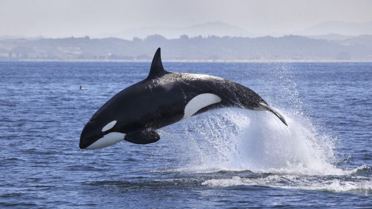 Killer whales are actually dolphins