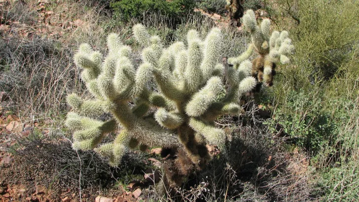 Teddy Bear Cholla