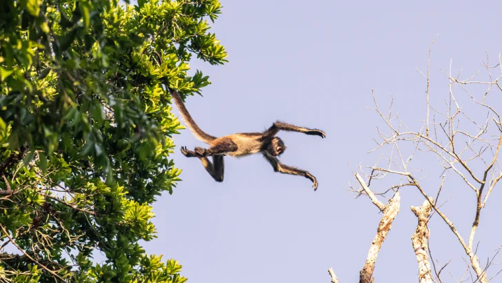 Flying monkeys