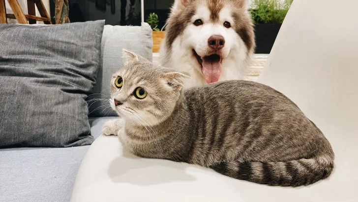 Dog and Cat